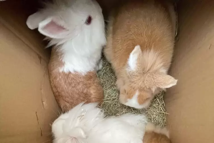 Ausgesetzt: Kaninchen in der Spendenbox des Tierheims.