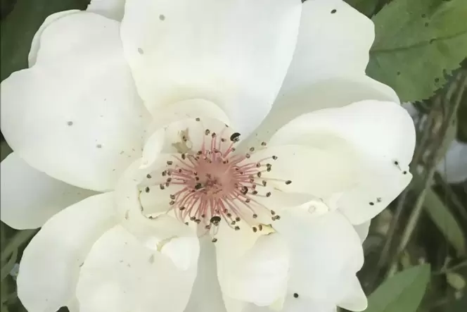 Die Rose ’Jacqueline du Pré’ ist eine Schönheit, die mit cremeweißen Blüten gefällt. Die Rose ’Jacqueline du Pré’ ist eine Schönheit, die mit cremeweißen Blüten gefällt.