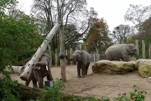 Verstehen sich gut: die vier jungen Elefanten im Heidelberger Zoo. 