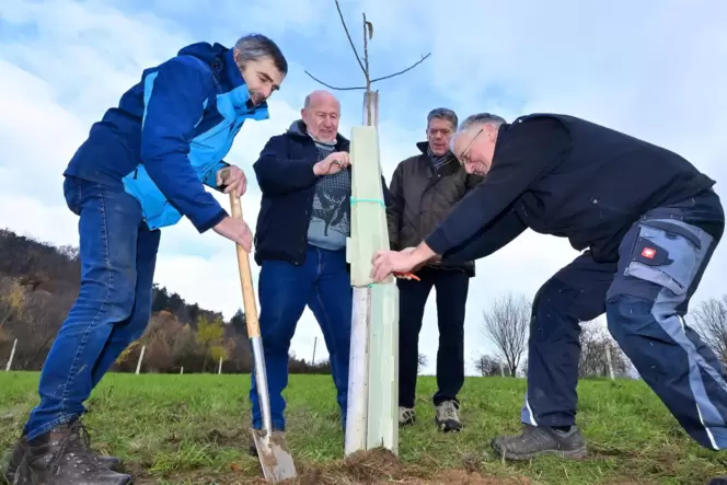 Erich Stachel, Klaus Humm, Karl Schäfer und Matthias Dreyer setzen junge Bäume auf der Streuobstwiese.