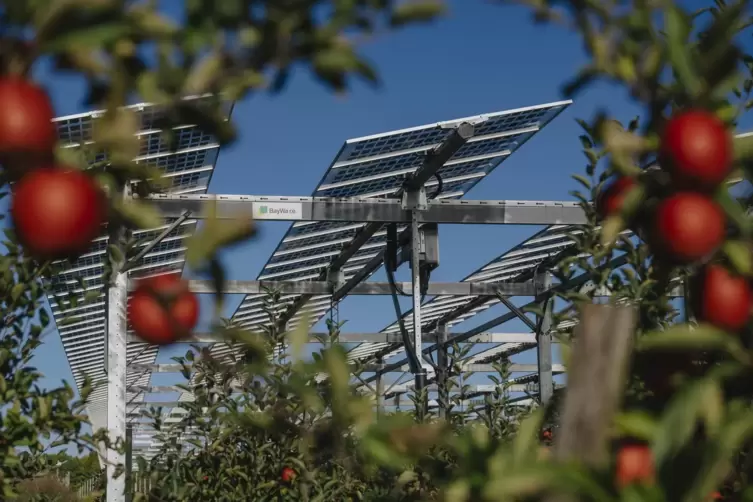 Stilleben: Äpfel unter Solarpanels.