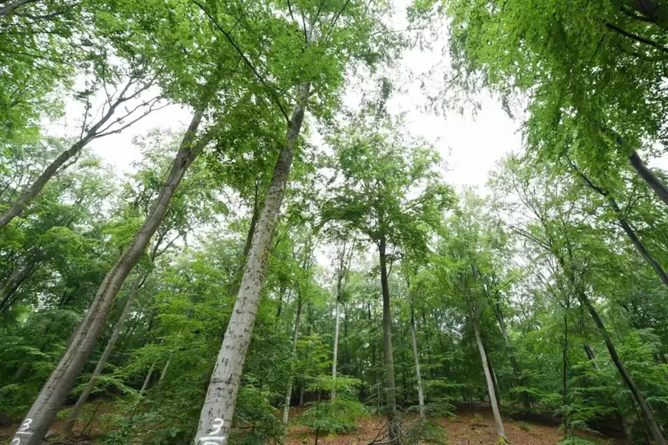 Rund 280 Hektar Wald sind in Besitz der Gemeinde Steinweiler.