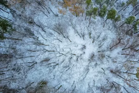 Winterwald: Sembach hat etwa 35 Hektar Gemeindewald. 