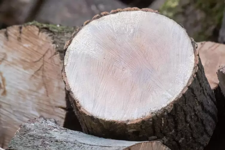 Holz an einem Waldweg: In Frankenstein sollen Waldflächen nicht mehr bewirtschaftet werden. 