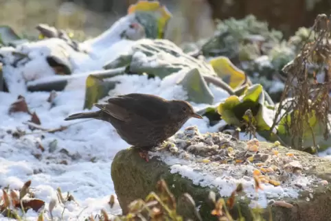 Amsel an der Futterstelle: Die Weibchen und Jungvögel haben ein braunes bis graues Federkleid. 