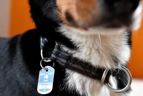 Wer einen Hund hält, braucht so eine Steuermarke wie diese aus Bad Dürkheim. Was die Kommunen dafür verlangen, ist recht untersc