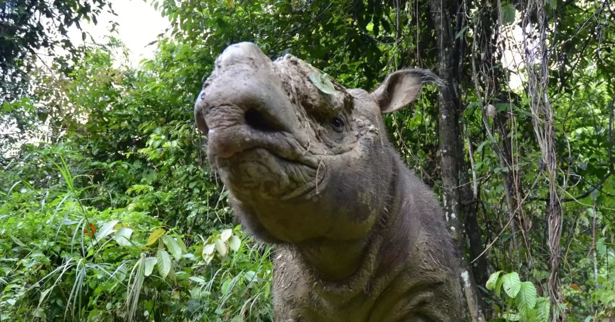 Kesempatan kedua bagi badak Sumatera