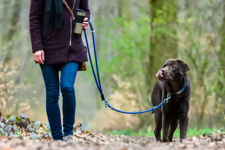 Hund an der Leine: Tierschützer glauben, es gäbe weniger Beißattacken, wenn Hundehalter nachweisen müssten, dass sie mit ihrem T