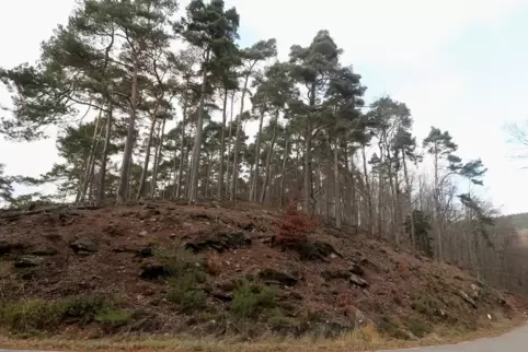 morschenberg