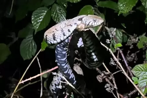 Die Tierrettung Contwig musste sich an Heiligabend mit einer Ringelnatter beschäftigen.
