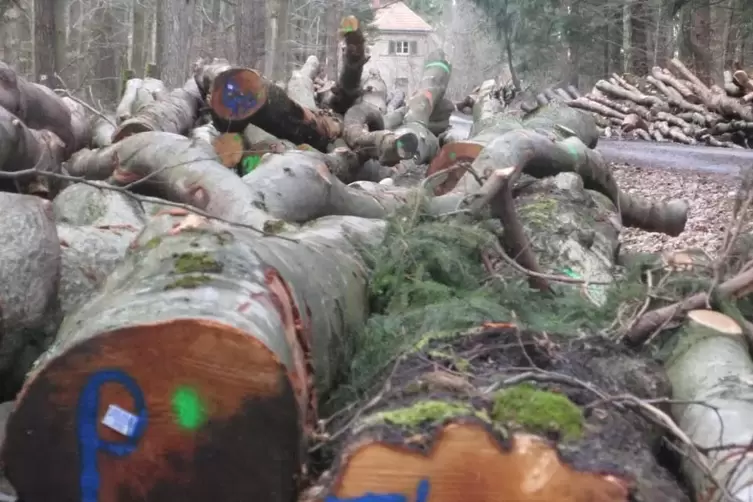 Holzdiebe gehen oft professionell vor und stehlen sogar ganze Polter an Baumst&auml;mmen. 