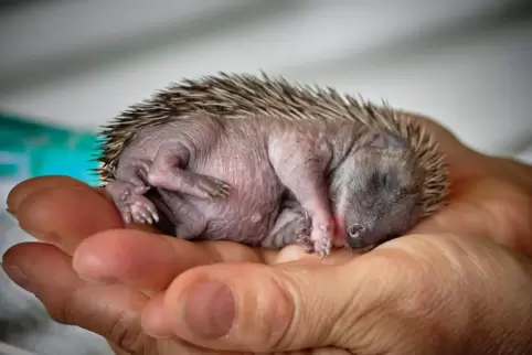 Der kleine Igel Leo in behutsamen Händen. 