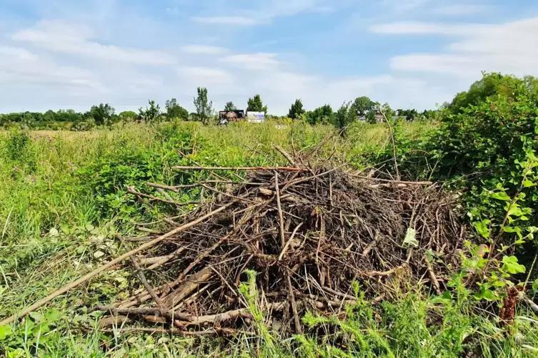 Bedroht den Hochwasserschutz in Maxdorf: ein Biberdamm. 