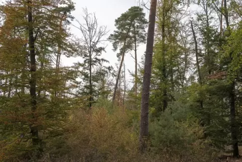 Die Trockenheit setzt dem Bienwald zu. 