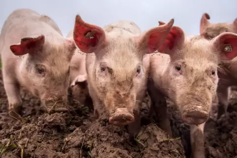 In der Schweinehaltung ist die Lage katastrophal, sagt Jürgen Vogelgesang. 
