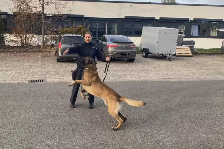 F&uuml;r Ares sind die Trainingseinheiten gleichzeitig Spielzeit mit Frauchen.