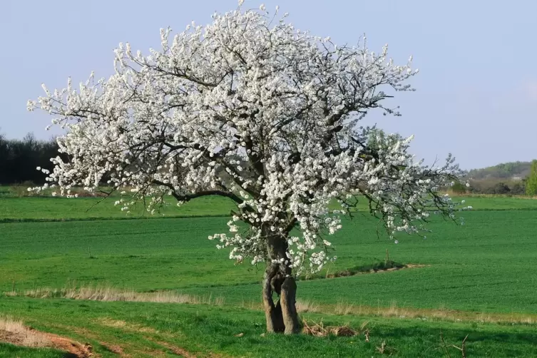 Der OGV möchte weiterhin Obstbaumschnittkurse anbieten. 