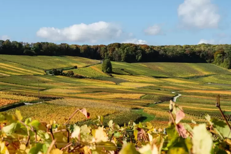 Szene aus der Champagne &ndash; es ist ein langer Weg von der Rebe zum Genuss. Betriebe wie Dum&eacute;nil & Poret setzen dabei auf nachhalti