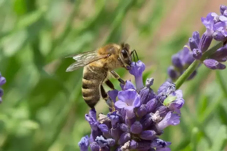 Bis die Hitze kam, fanden die Bienen 2022 reichlich Nektar. Danach sah es ziemlich düster aus.