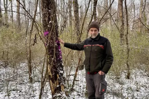 Förster Georg Spang im Gemeindewald Otterstadt neben einem markierten Baum, der gefällt werden muss.