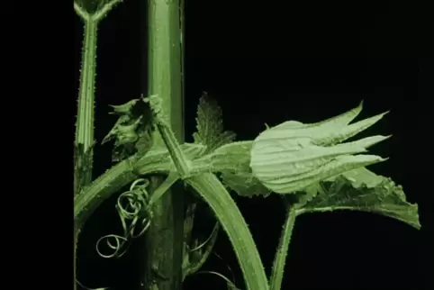 Selbst das Teham ist nachhaltig: Die Ausstellung widmet sich den Pflanzen und zeigt unter anderem Max Reichmanns Film „Das Blume
