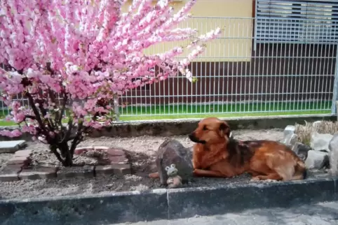 Sammy, der fast elfjährige Leonberger-Mix, wacht im Garten seines Reviers. 