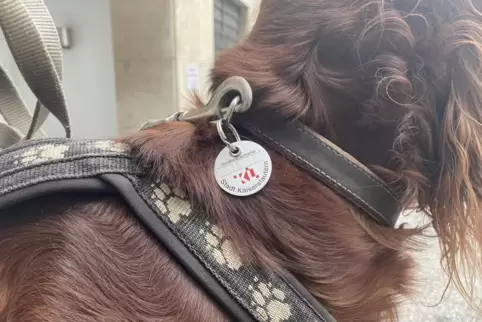 Die Satzung der Stadt Kaiserslautern sieht vor, dass die Hundemarke offen zu tragen ist. 