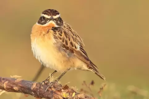 Das Braunkehlchen brütete einst gerne im Landkreis Kaiserslautern. Heute sieht das anders aus. 