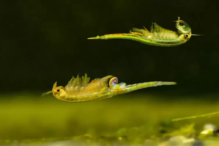 Feengleich schweben Urzeitkrebse durchs Aquarium. 