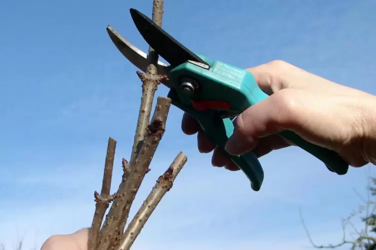 Die Ruten müssen mit einer scharfen Baumschere geschnitten werden. 
