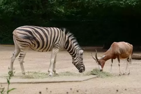 Gemeinsame Mahlzeit: Zebra und Bock. 