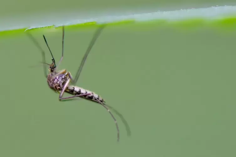 Die Rheinschnake ist fast weltweit verbreitet.