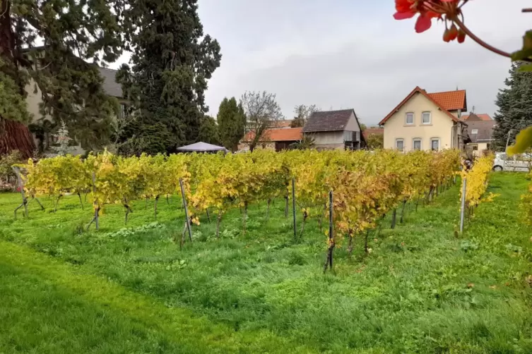Mit Riesling bestockt: Mini-Weinberg in Edenkoben.