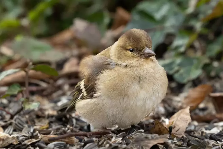 Gar nicht scheu: dieser Singvogel auf dem Friedhof.