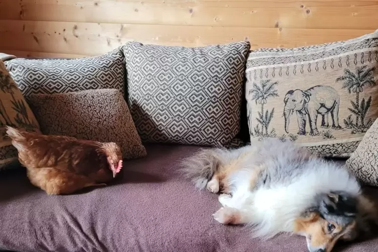 Huhn, Hund und Elefant, friedlich vereint.
