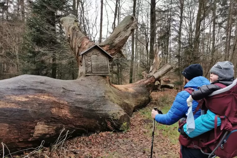 Stilles Mahnmal: Die „Dicken Eiche“, unweit des gleichnamigen Wanderheims gelegen. 