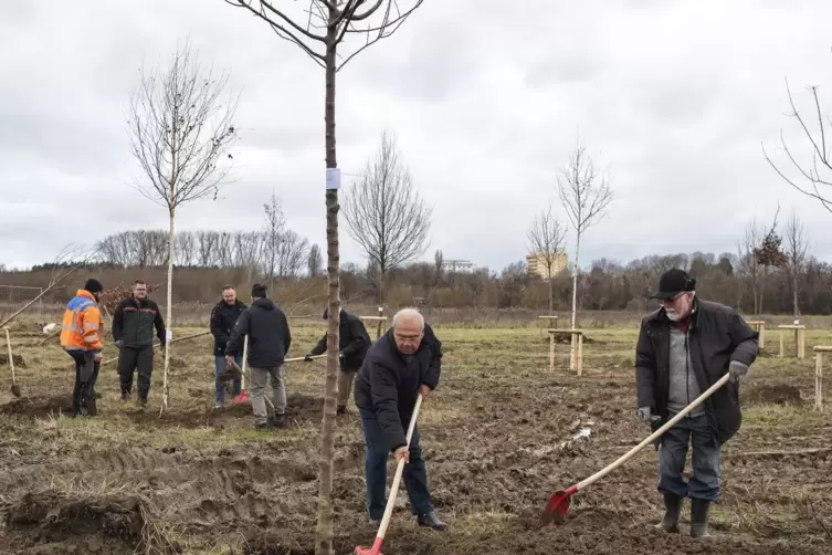 50 Bäume für den Jubiläumswald Sondernheim-Germersheim sind gepflanzt. Nun müssen sie überleben. 