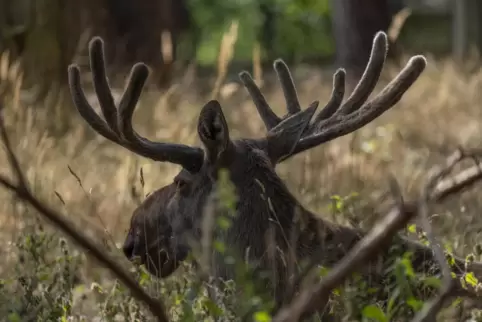 Elche besiedeln die ausgedehnten Wälder und Feuchtgebiete im Osten Deutschlands, wie hier auf dem Barnim rund 100 Kilometer östl