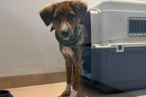 Sammy schaut aus einer Transportbox. Er war vor mehr als einer Woche am Münchner Flughafen seiner Besitzerin entwischt.