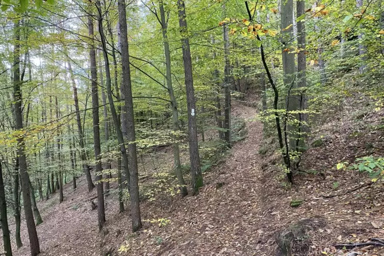Die Wegemarkierungen im Pf&auml;lzerwald ald werden sich bald &auml;ndern.