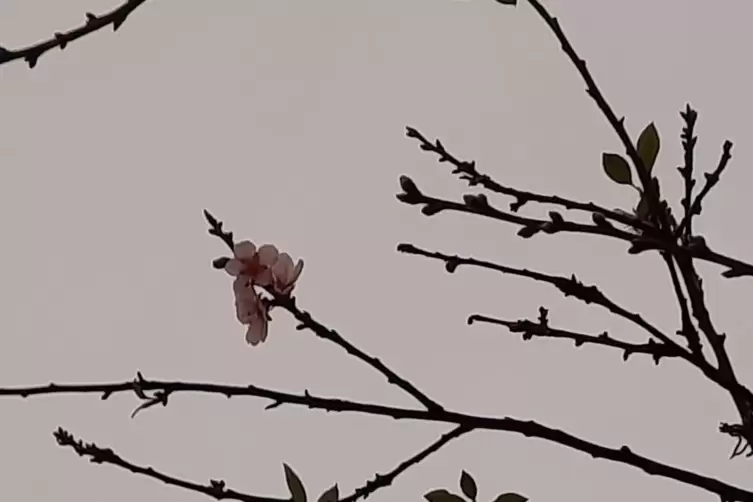 Fr&uuml;hlingsbote zwischen Wachenheim und Forst: Hier gab es in dieser Woche die erste Mandelbl&uuml;te zu sehen. 