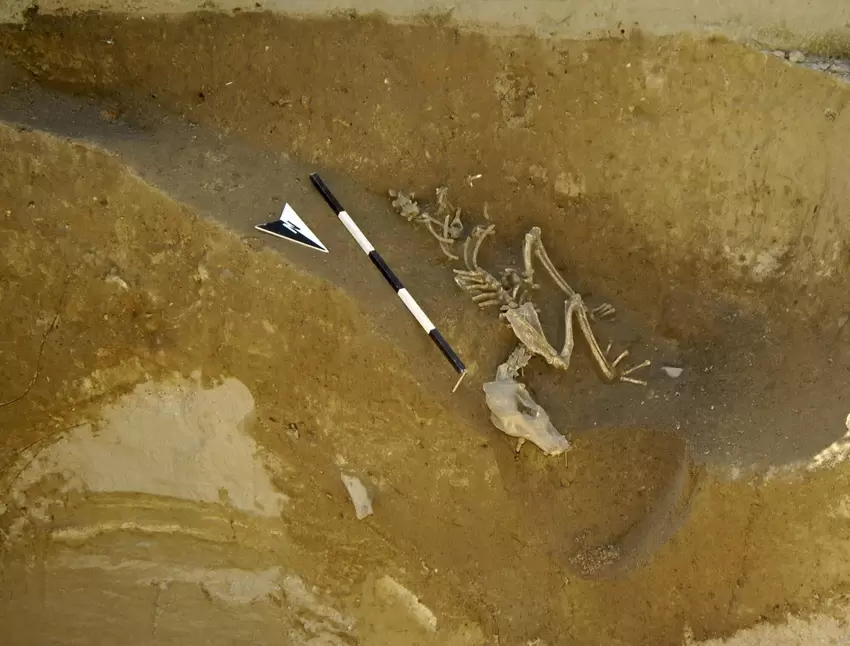 Im Untergrund freigelegtes Skelett eines Hundes.