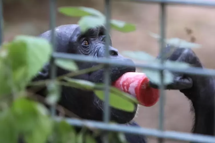 Ein Schimpanse erfrischt sich im Sommer mit einem Eis. 