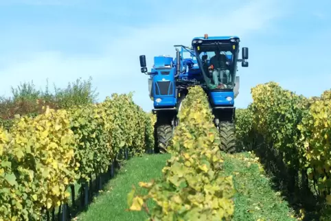 Eines der besten Argumente für Tourismus in der Verbandsgemeinde Göllheim ist das Zellertal mit seinem Wein. 