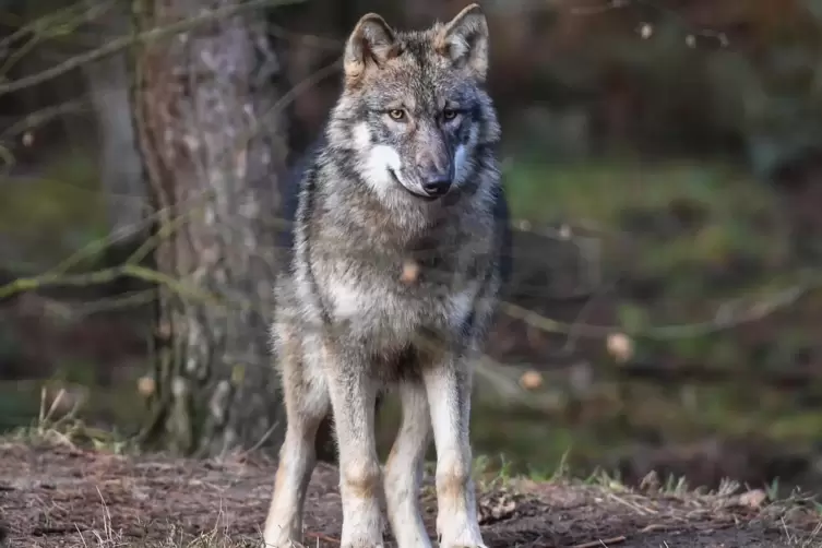 In Frankenstein im Landkreis Kaiserslautern ist ein neuer Wolf aufgetaucht. Er stammt aus der mitteleuropäischen Flachlandpopula