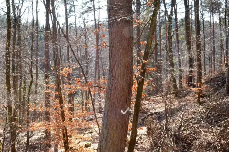 Die Bäume, die völlig aus der Waldnutzung herausgenommen werden, werden mit einer weißen Welle gekennzeichnet, wie hier in Geise