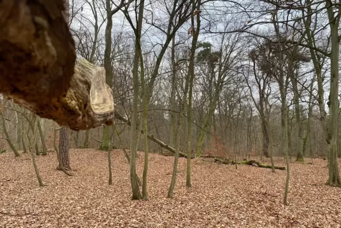 Sanfter Hügel, darunter liegen Keltenknochen.