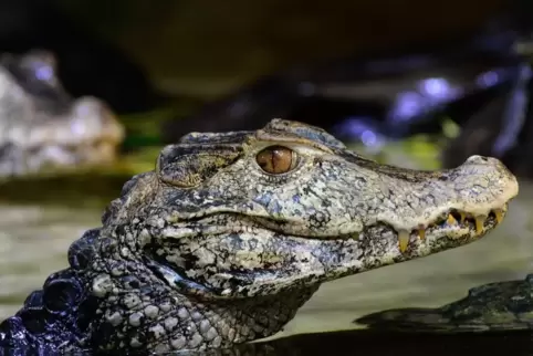 Der Kaiman lebt in einer Wohnung in einem Terrarium.