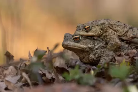  Amphibien auf Wanderschaft sollen in der Südwestpfalz wieder mit Zäunen geschützt werden. Dafür werden noch Helfer gesucht.