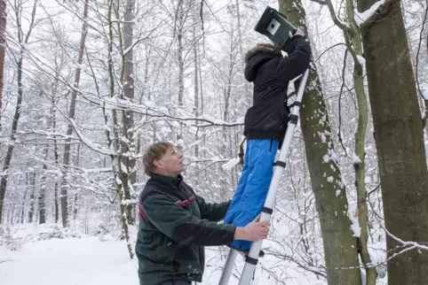 Der Nistkasten ist gereinigt, Lukas hängt ihn wieder auf, während Kai Kehl vom Grünflächenamt die Leiter hält. Der Nabu bietet j